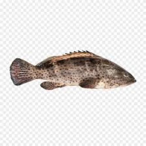 Groupers -810g